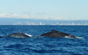 Whales on Hermanus Beach BX